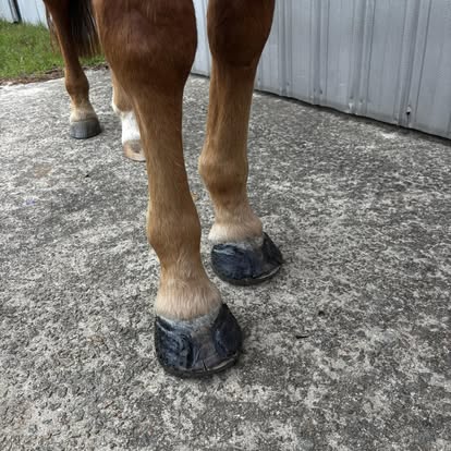 Glue-on composite shoes on horse