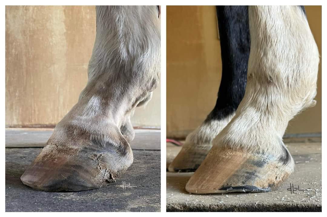 Before and after hoof comparison - side view