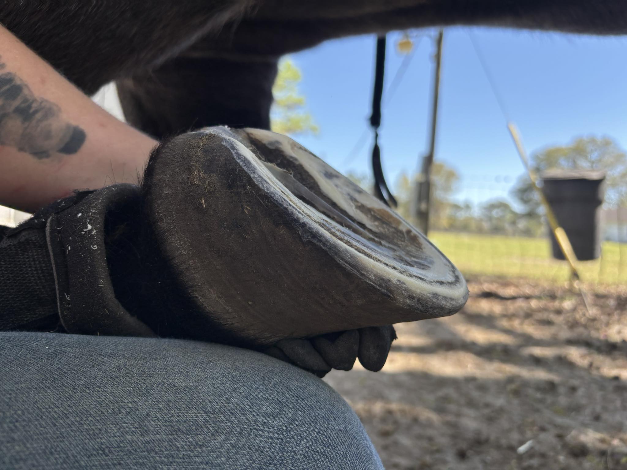 Freshly trimmed hoof sole