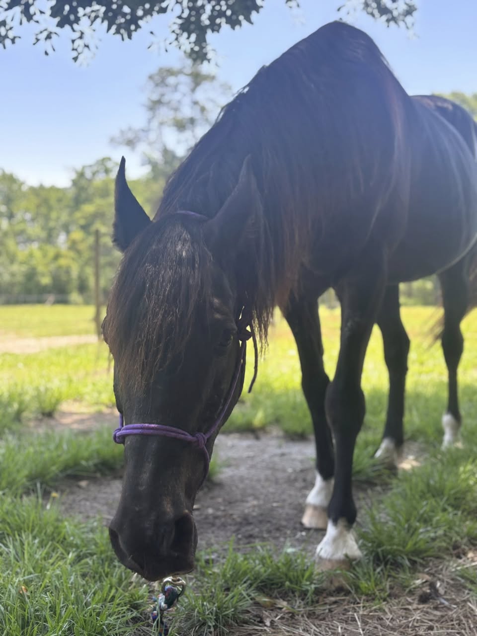 Black horse grazing in pasture