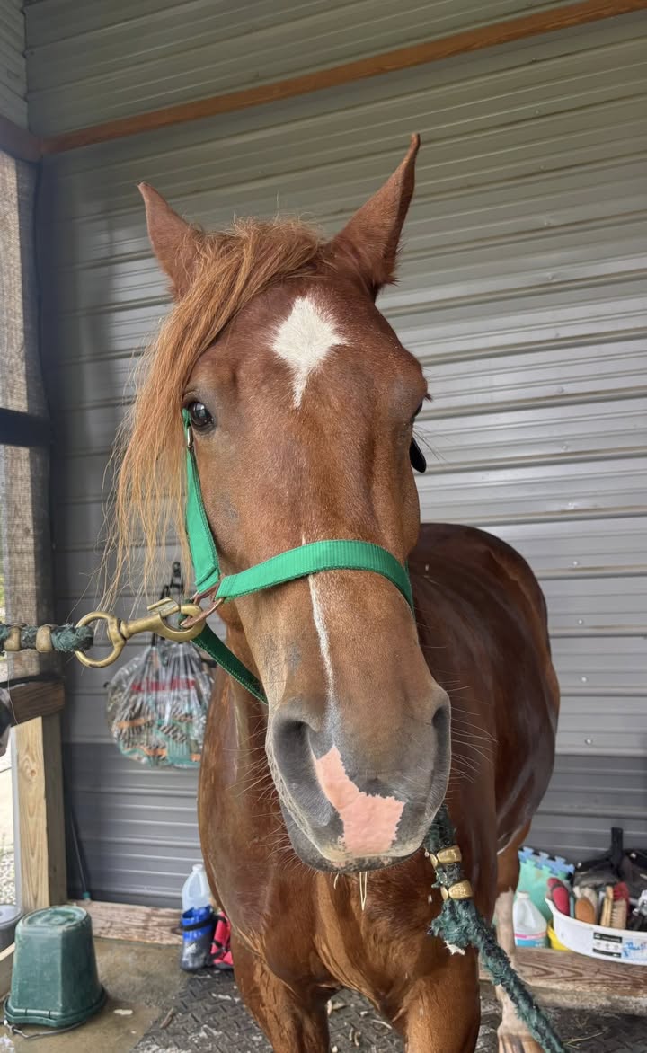 Chestnut horse portrait