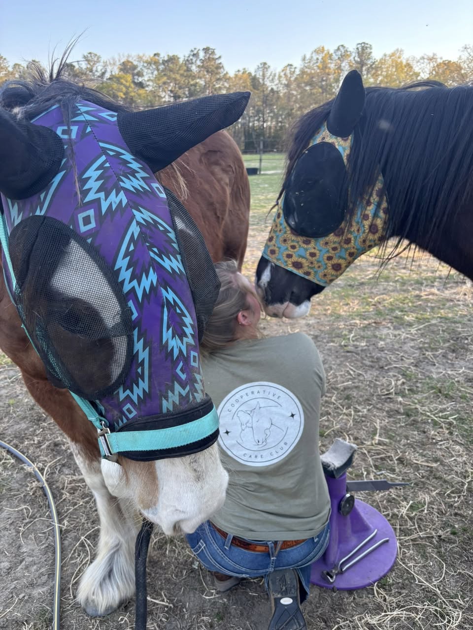 Trimming with curious horses looking on