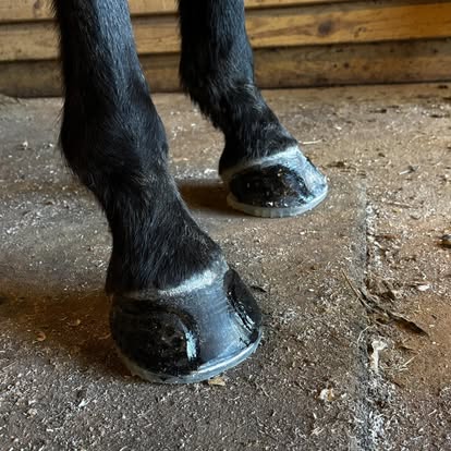 Barefoot trimming in progress
