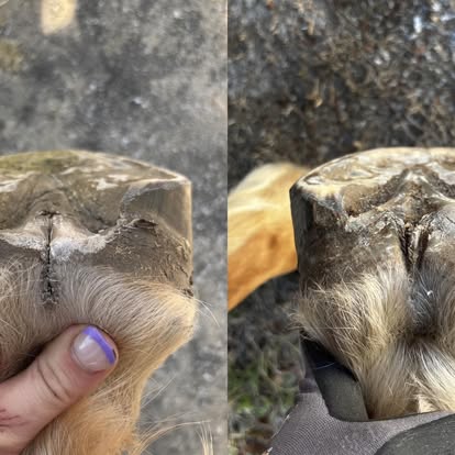 Hoof care work